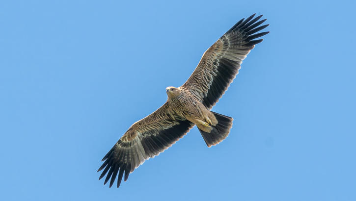 Schreiseeadler nach dem Fischfang