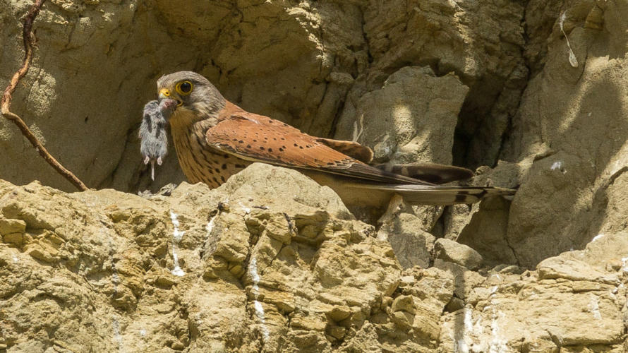 Turmfalke mit gefangener Maus