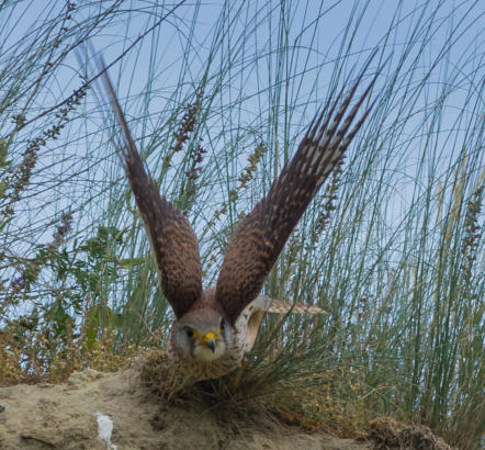 Turmfalke beim Abflug