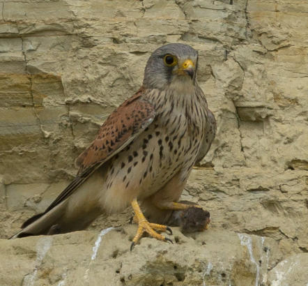 Turmfalke mit Maus
