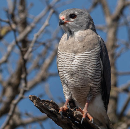 Sperberbussard