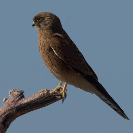 Steppenfalke
