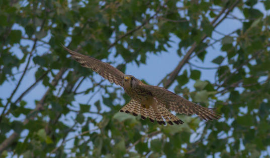 Turmfalke im Flug