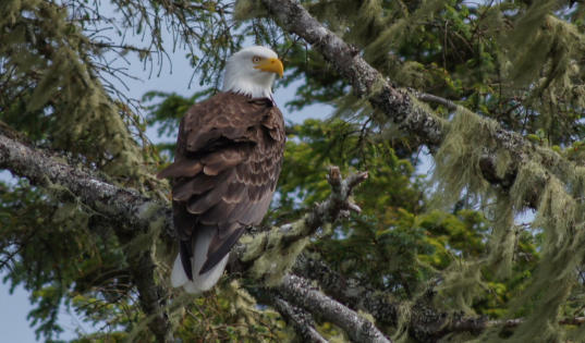 Weißkopfseeadler