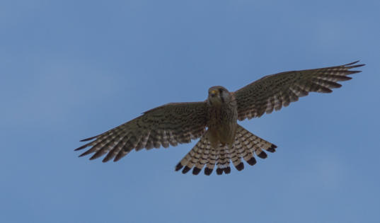 Turmfalke im Flug