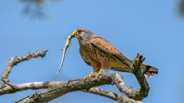 Turmfalke mit Eidechse im Maul