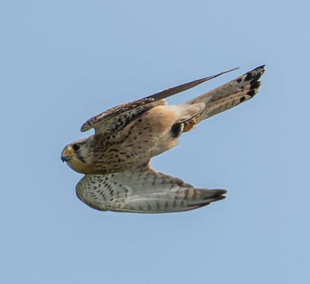 Wanderfalke
