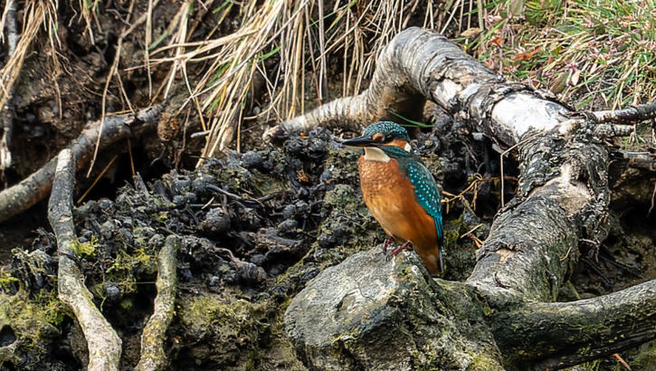 Eisvogel