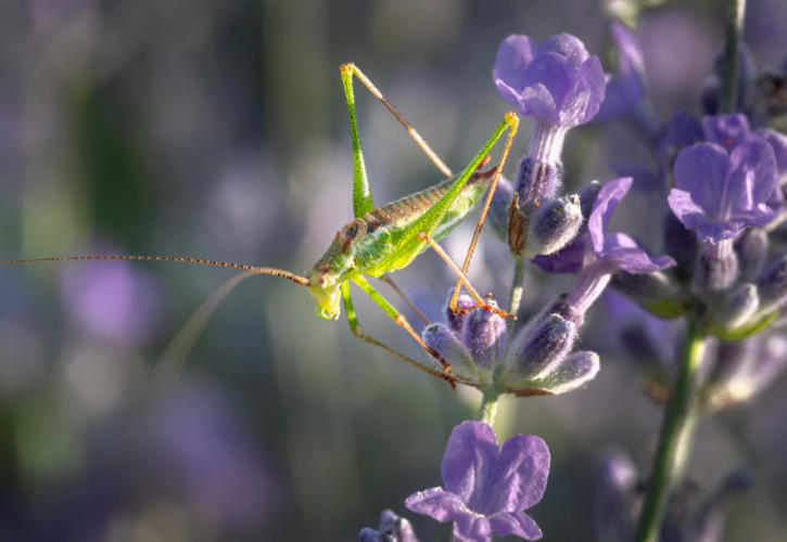 Heuschrecke sitzt auf Lavendel