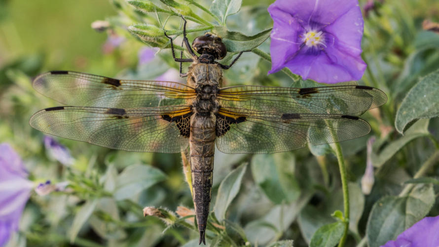 Vielflecklibelle