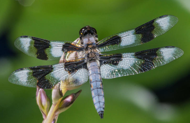 Eight spotted Skimmer - in den Rocky Mountains heimisch