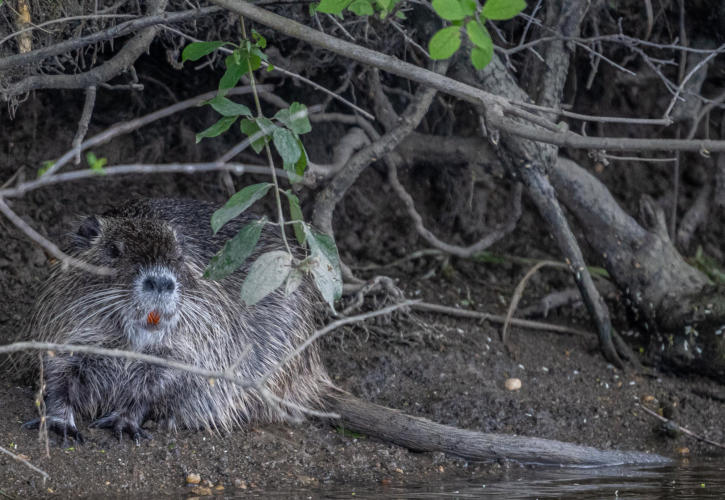 Nutria