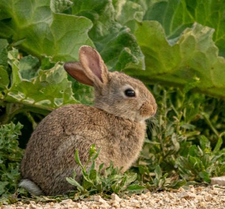 Wildkaninchen