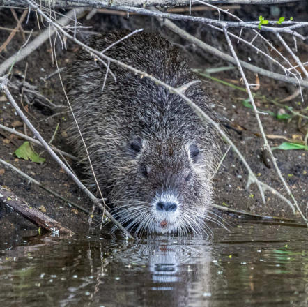 Nutria