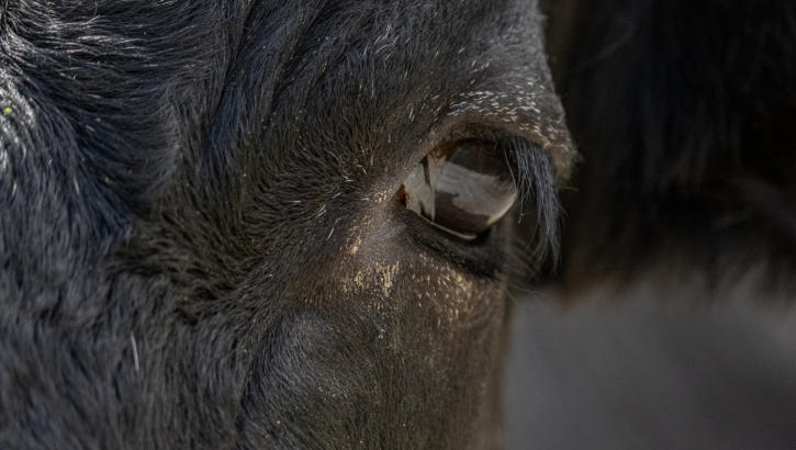 Der Kuh ins Auge geschaut