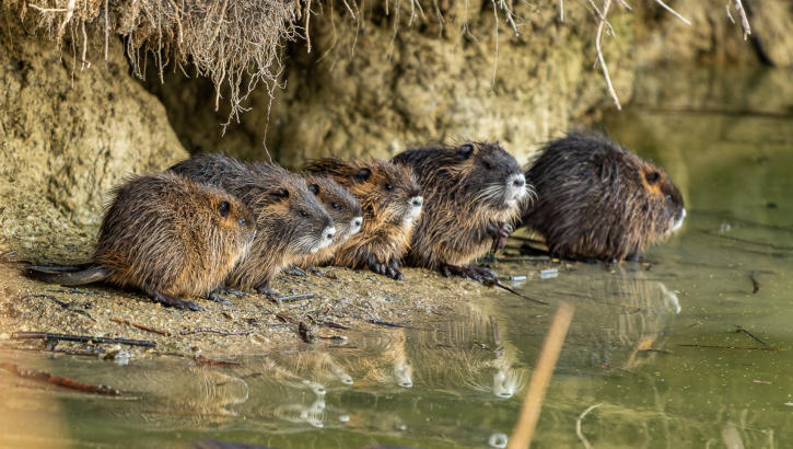 Nutria
