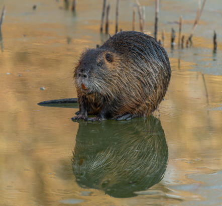 Nutria