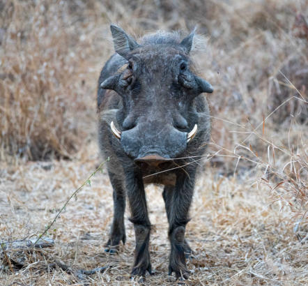 Warzenschwein