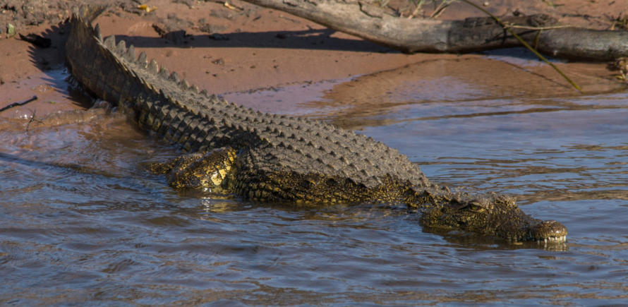 Nilkrokodil