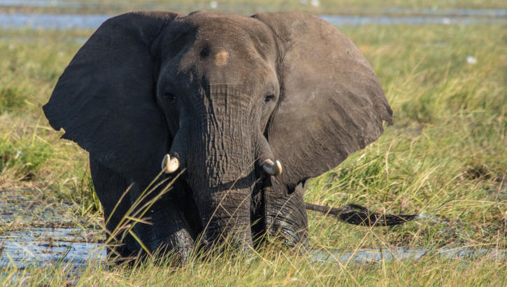 Elefant