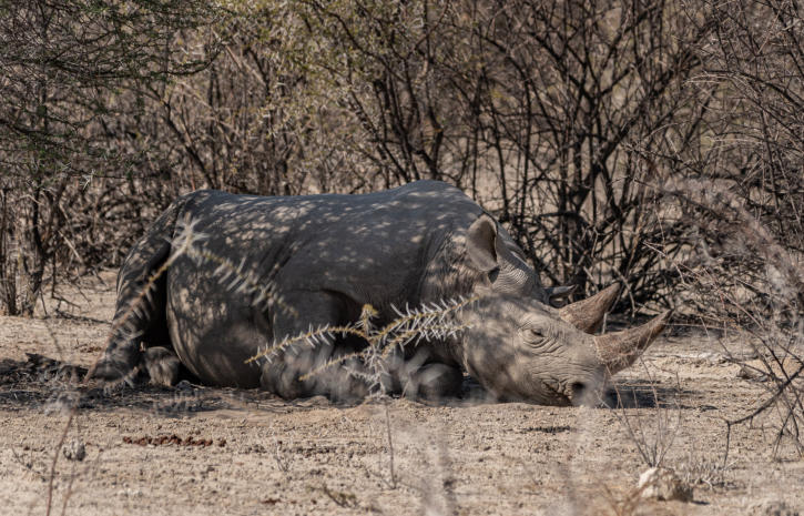 Spitzmaulnashorn