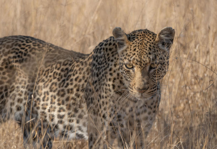 Leopard