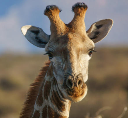 Giraffe