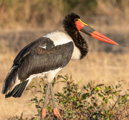 Sattelstorch