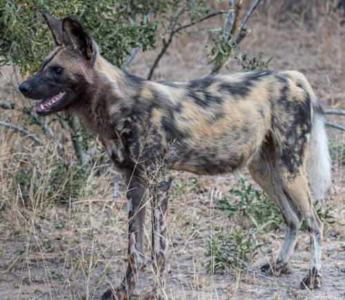 Wildhund
