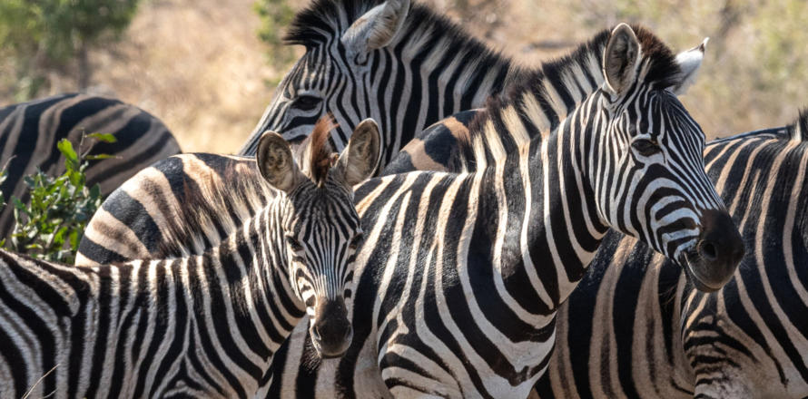 Zebraherde