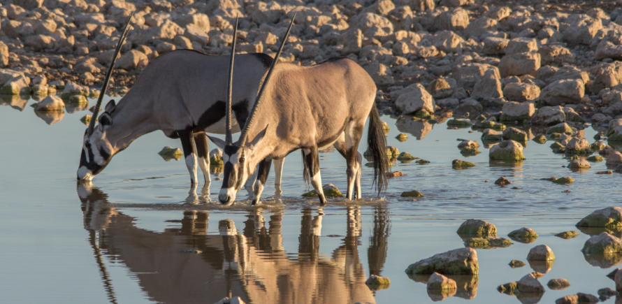 Oryxantilopen