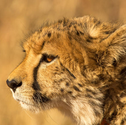 Gepard