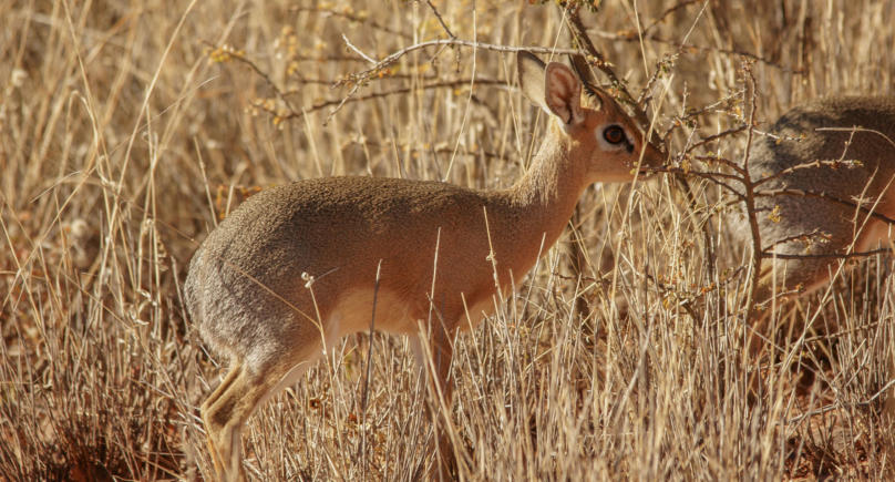 Dikdik