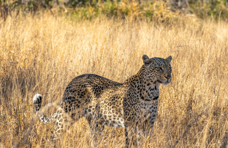 Leopard