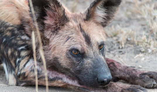 Wildhund