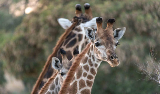 Giraffen