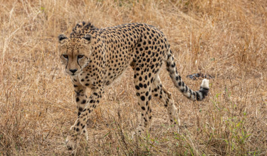Gepard