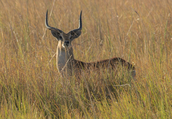Rote Moorantilope