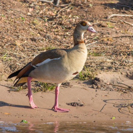 Nilgans
