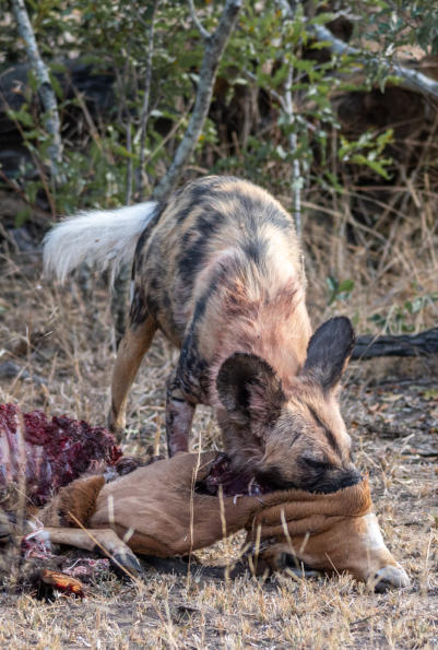 Wildhund