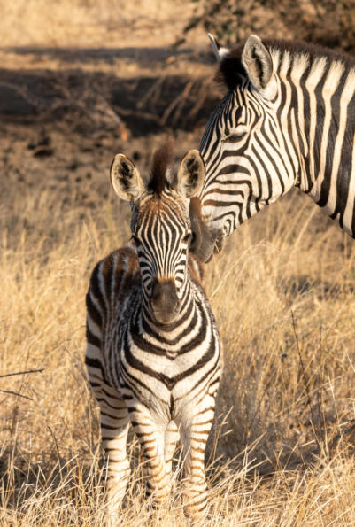Zebrafamilie