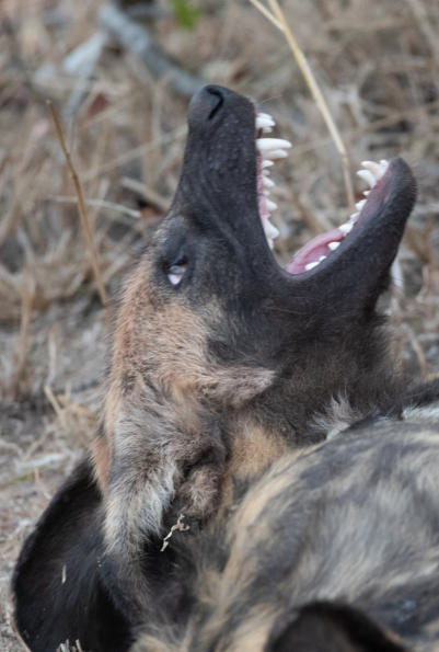 Wildhund