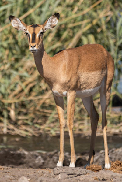 Schwarznasenimpala