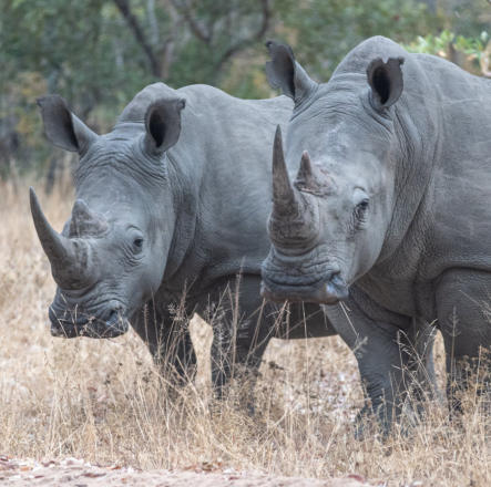 Breitmaulnashorn