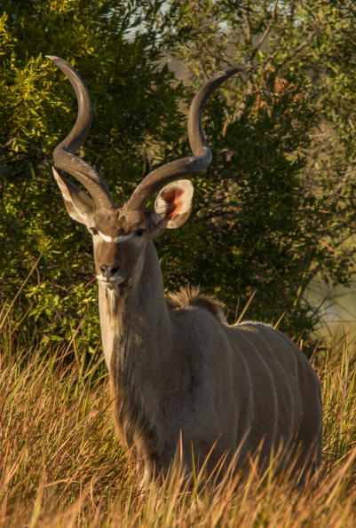 Kudu