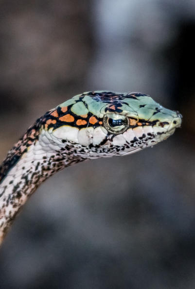 Vinesnake bzw. Birdsnake