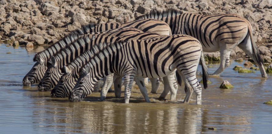 Zebraherde