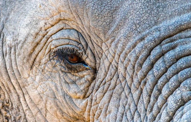 Elefant in Großaufnahme