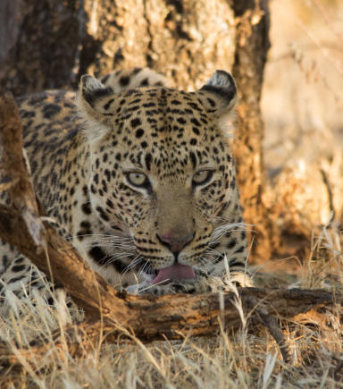 Leopard