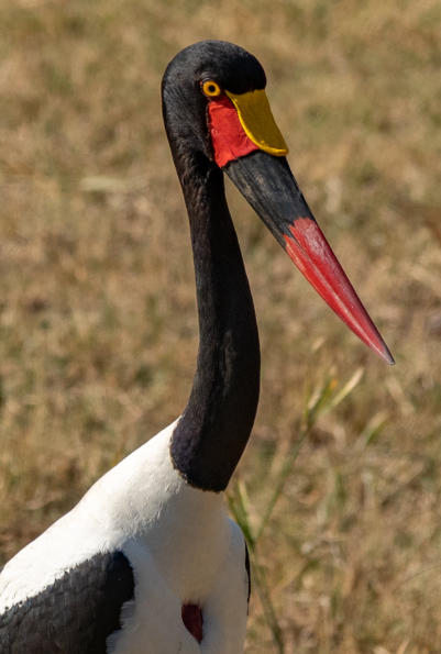 Sattelstorch